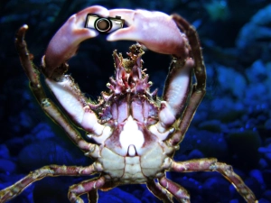 crab-photographer